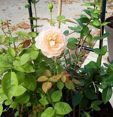Au The A La Menthe 로만스수르아이져